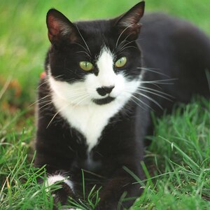 Fundraising Page: Chantale Ghazi